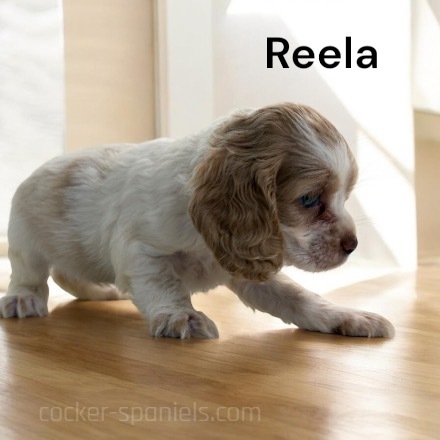 puppy, for, sale, Cocker Spaniel, Joe & Cherri  Overlease, dog, breeder, Miller, MO, dog-breeder, puppy-for-sale, forsale, nearby, find, puppyfind, locator, puppylocator, aca